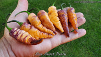 Blue Ghost (Peach) - Pepper Seeds - White Hot Peppers
